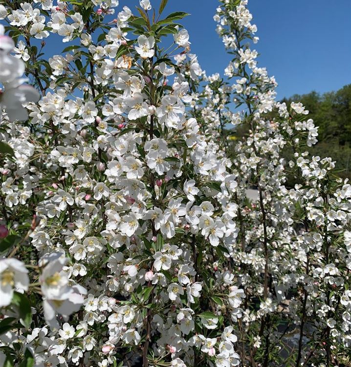 Zierapfel