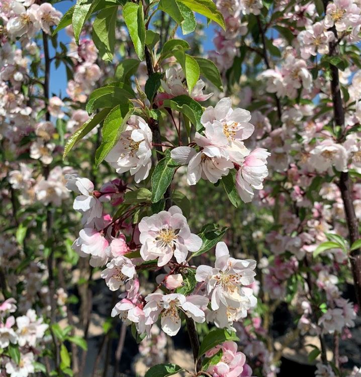 Zierapfel