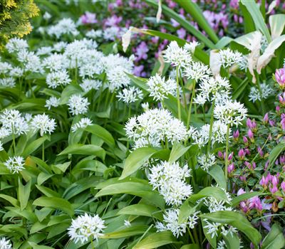 Allium ursinum