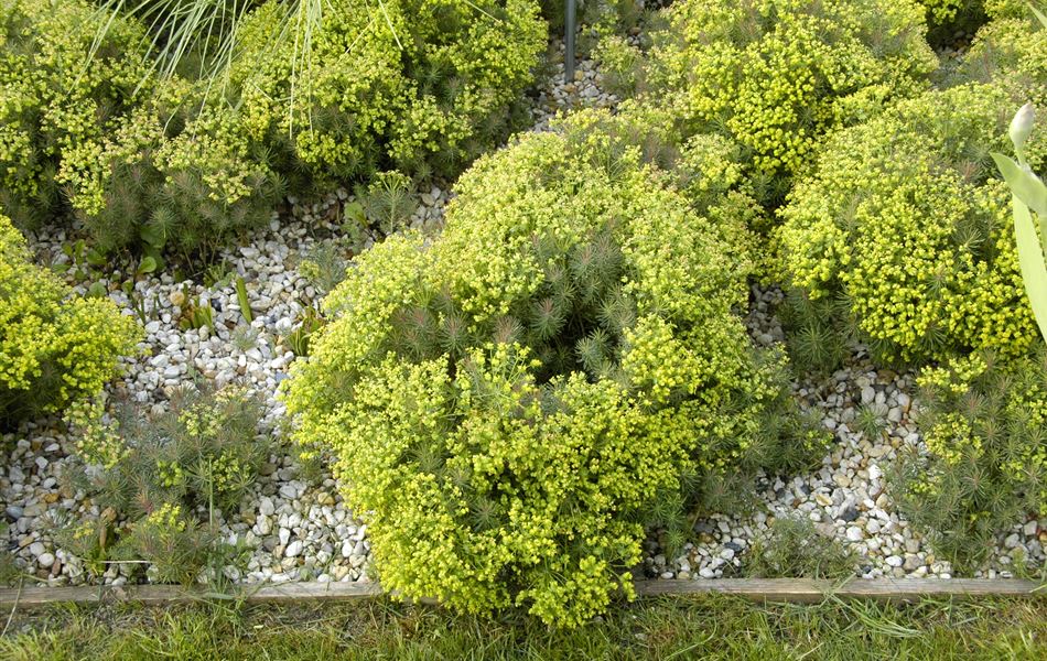 Euphorbia cyparissias 'Clarice Howard'