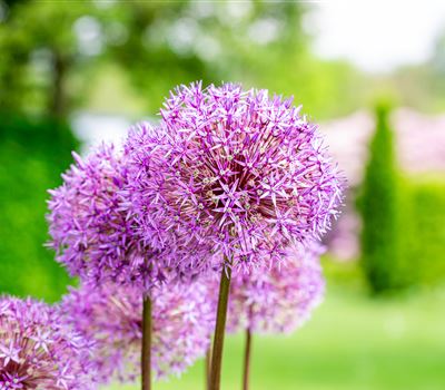 Allium giganteum
