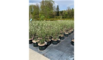 Gartenpflanzen Daepp