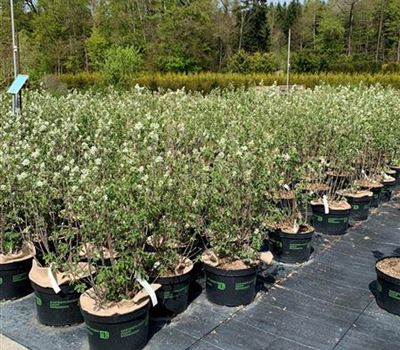 Amelanchier ovalis 'Helvetia'