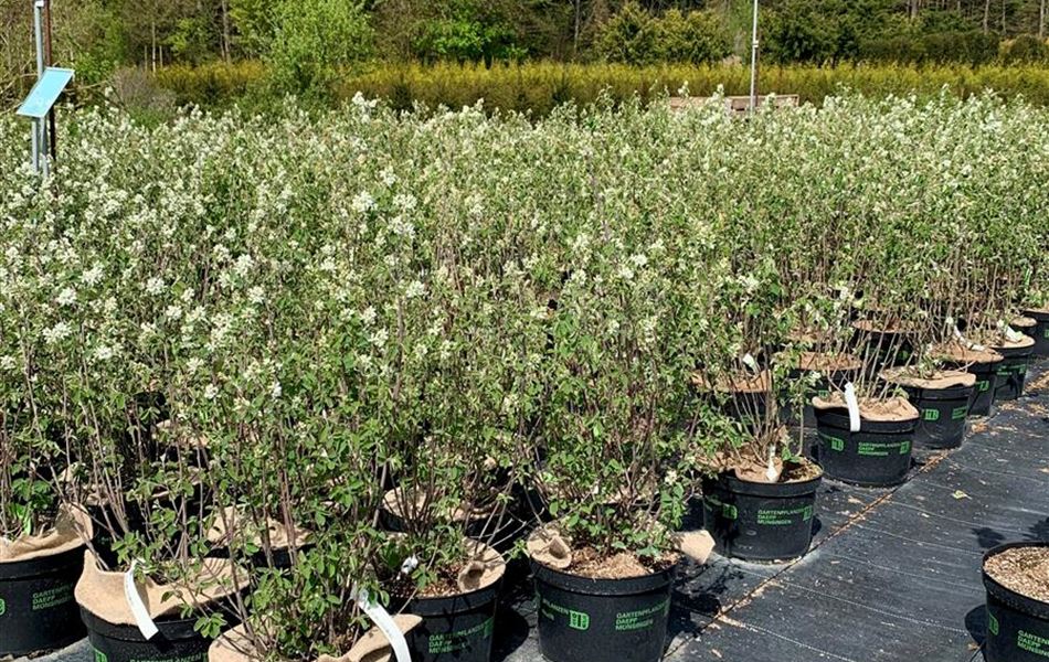 Amelanchier ovalis 'Helvetia'