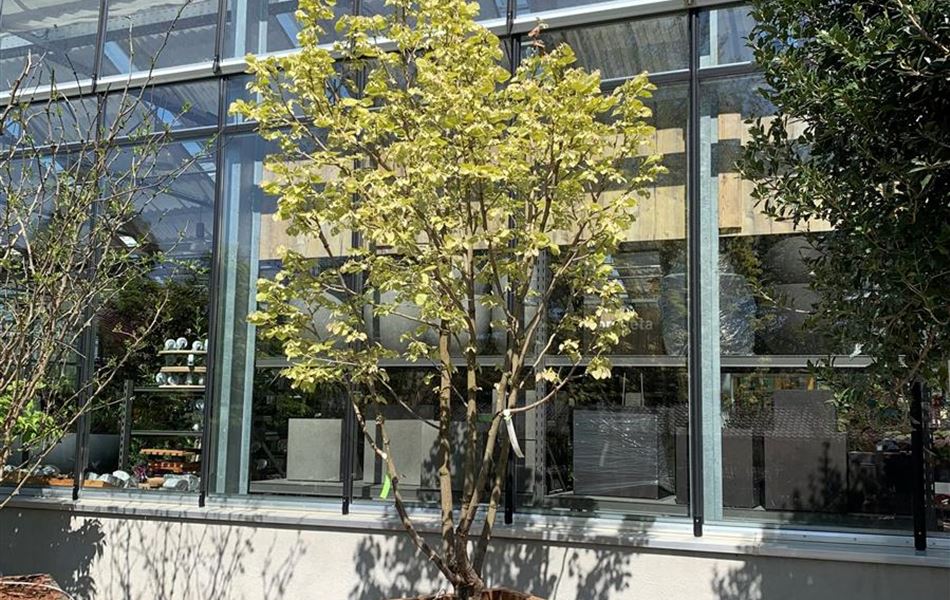 Tilia henryana Nr. 162
