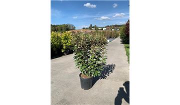 Gartenpflanzen Daepp