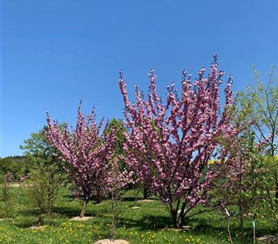 Prunus serrulata 'Roayl Burgundy' Solitäre