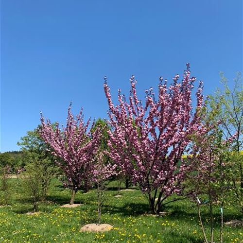 Prunus serrulata 'Roayl Burgundy' Solitäre