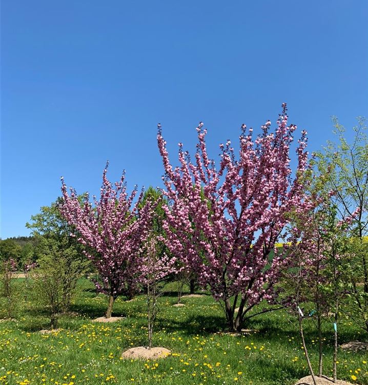 Japanische Nelkenkirsche 'Royal Burgundy'®