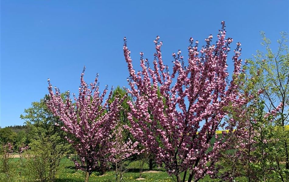Prunus serrulata 'Roayl Burgundy' Solitäre
