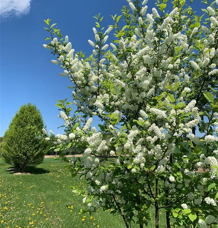 Traubenkirsche