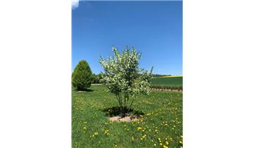 Gartenpflanzen Daepp