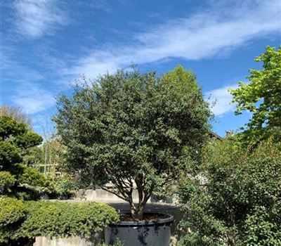 Osmanthus x burkwoodii Solitäre im Topf