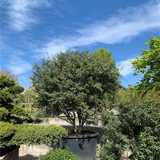 Osmanthus x burkwoodii Solitäre im Topf