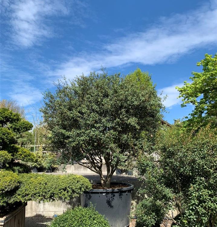 Burkwoods Duftblüte