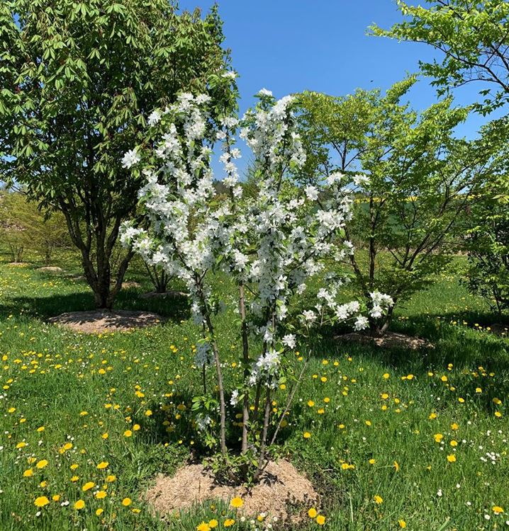 Zierapfel 'John Downie'