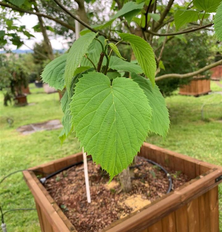Taschentuch-Baum