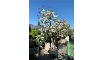 Gartenpflanzen Daepp