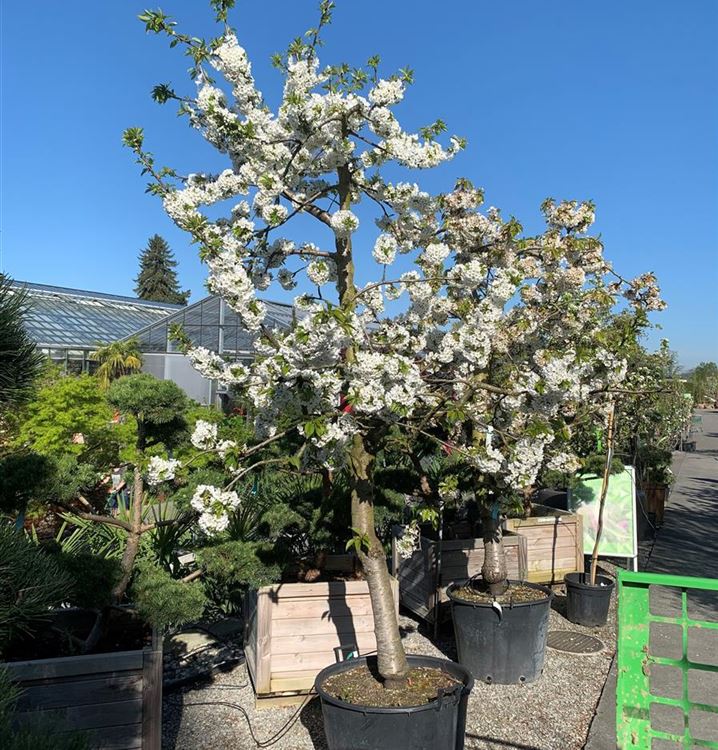 Süsskirsche 'Kordia'®