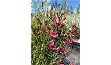 Gartenpflanzen Daepp