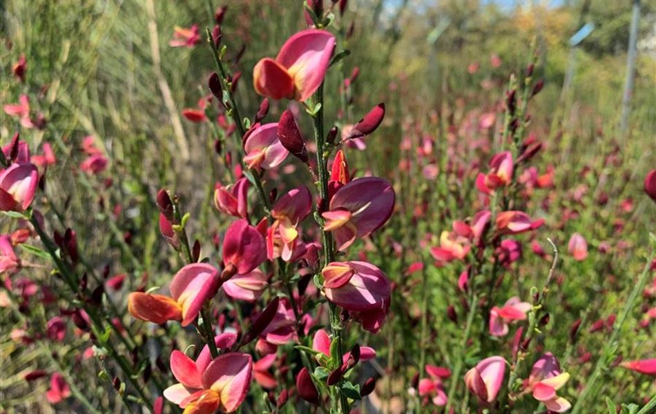 Cytisus (Praecox-Gruppe) 'Hollandia'