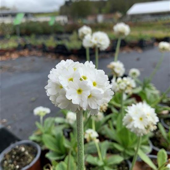 Primula denticulata 'Alba'