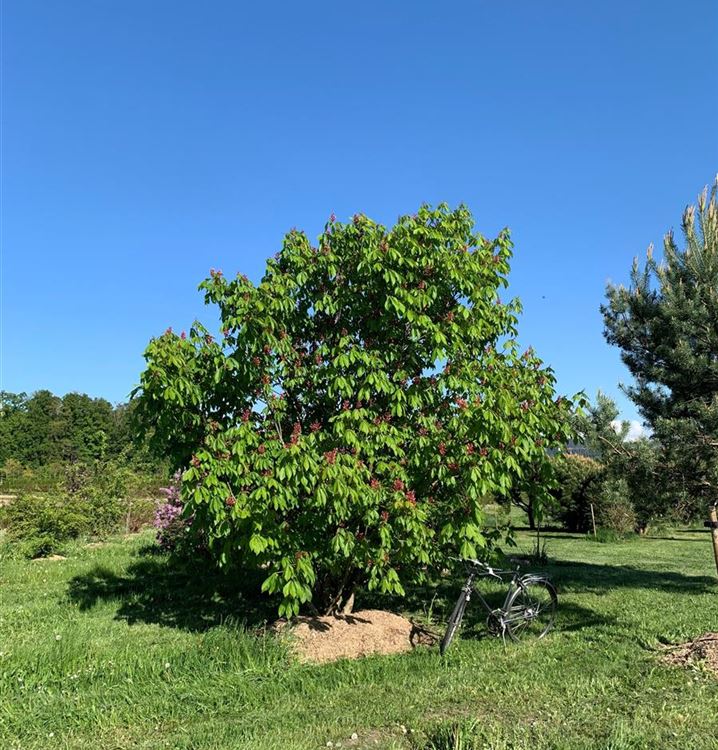 Zwergkastanie 'Atrosanguinea'