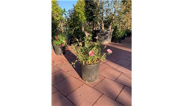 Gartenpflanzen Daepp