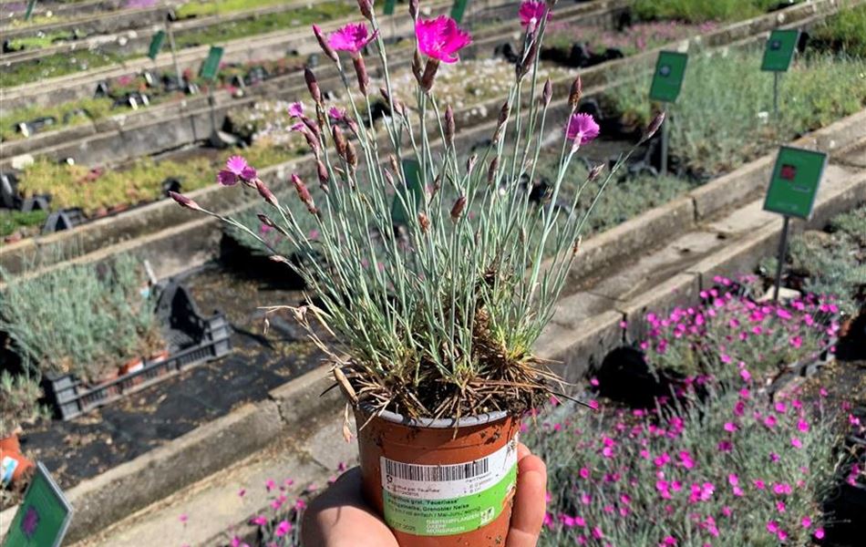 Dianthus gratianopolitanus 'Feuerhexe'