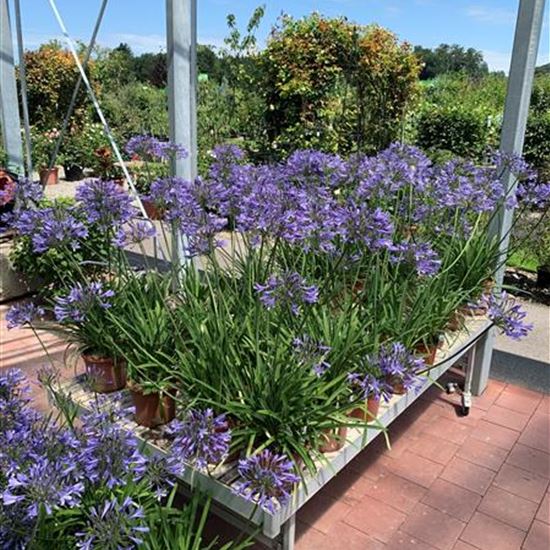 Agapanthus (Trumpet-Gruppe) 'Dr Brouwer'