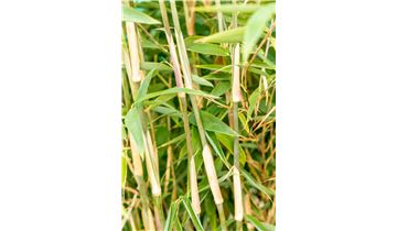 Gartenpflanzen Daepp