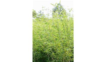 Gartenpflanzen Daepp