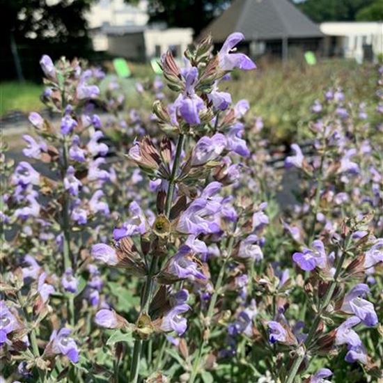 Salvia officinalis 'Nazareth'