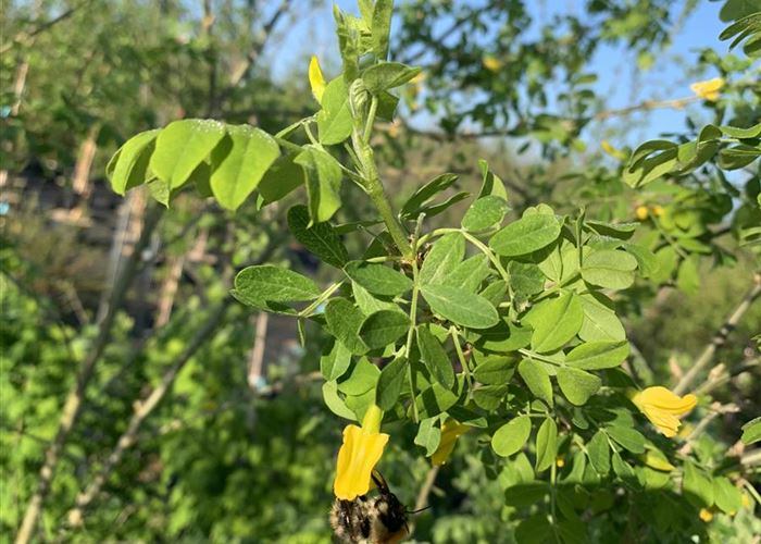 Caragana arborescens