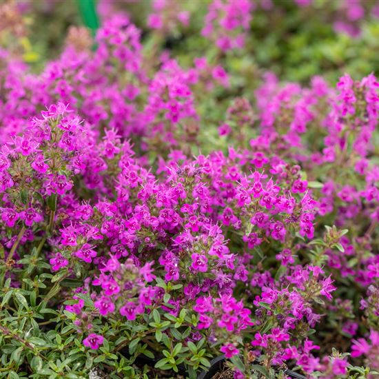 Thymus praecox 'Purple Beauty'