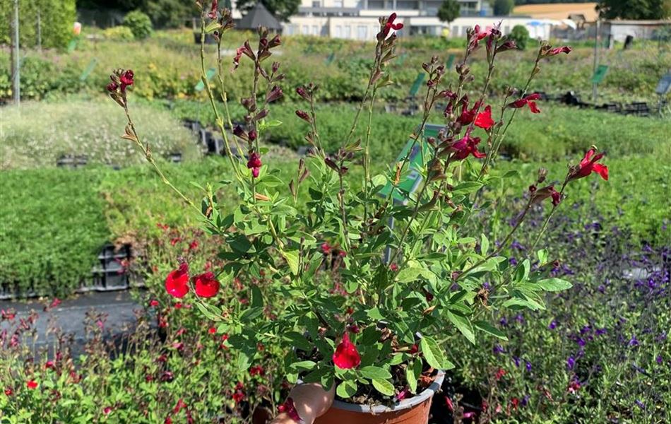 Salvia greggii 'Mirage Cherry Red'