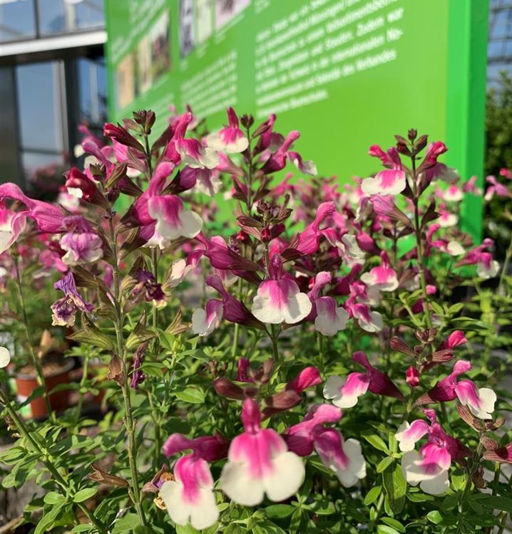 Strauch-Salbei 'Mirage™ Rose Bicolor'