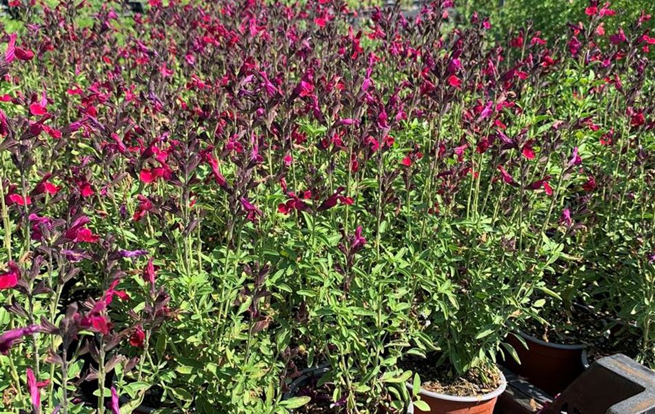 Salvia greggii 'Mirage Burgundy'
