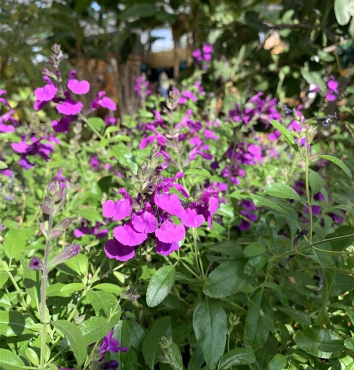 Strauch-Salbei 'Mirage™ Deep Purple'