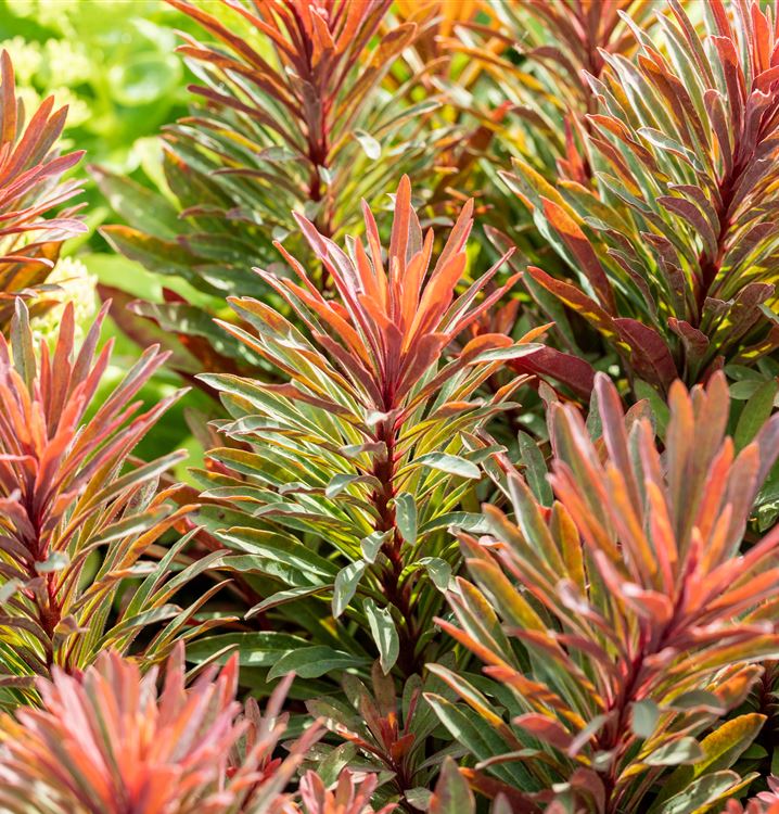 Mandelblättrige Wolfsmilch 'Miner´s Merlot'