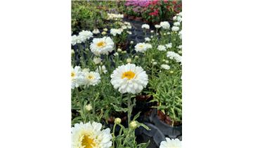 Gartenpflanzen Daepp