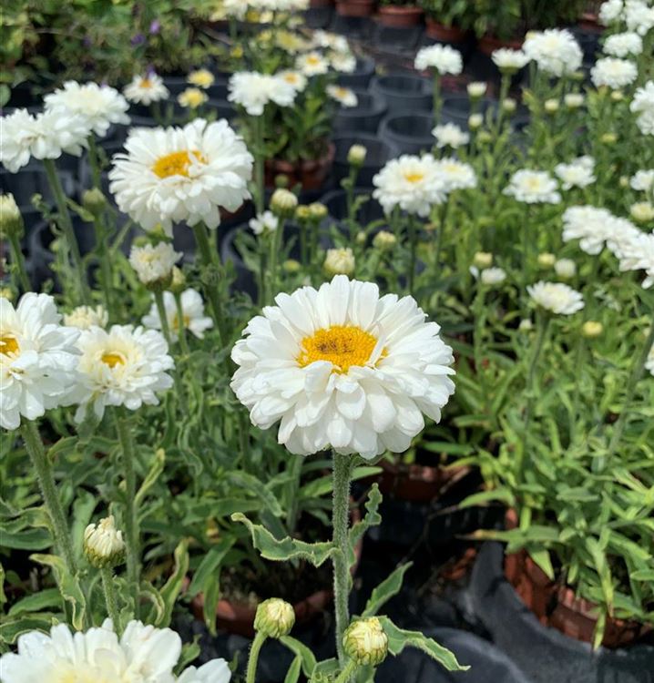 Grossblumige Margerite 'Victorian Secret'