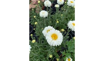 Gartenpflanzen Daepp