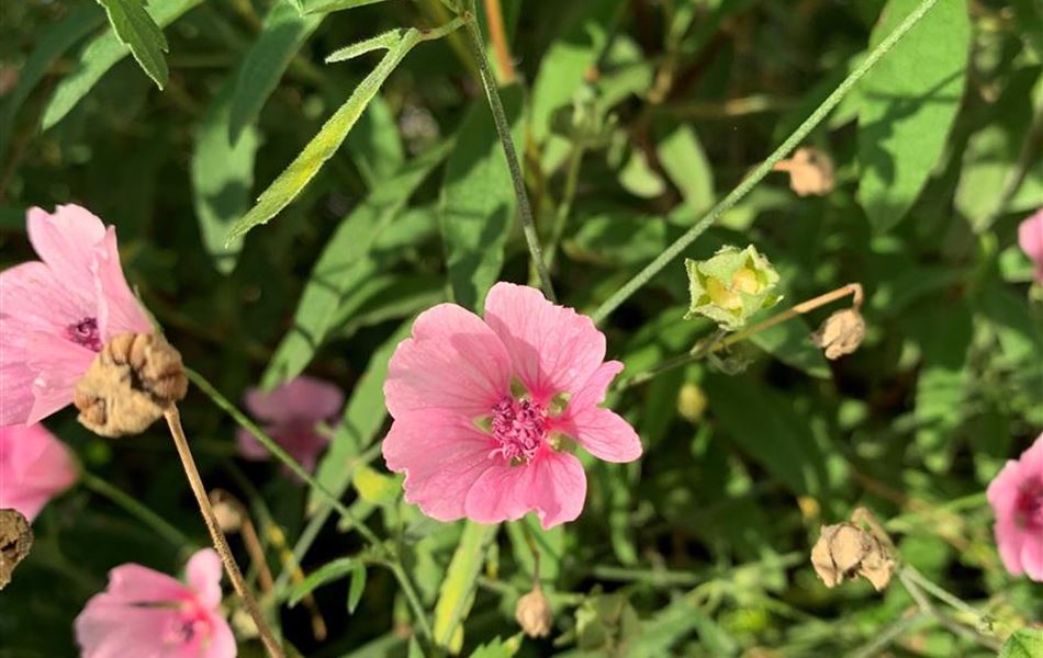 Althaea cannabina