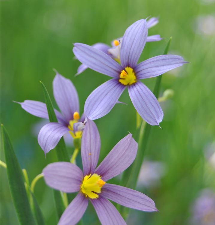 Schmalblättriges Grasschwertel