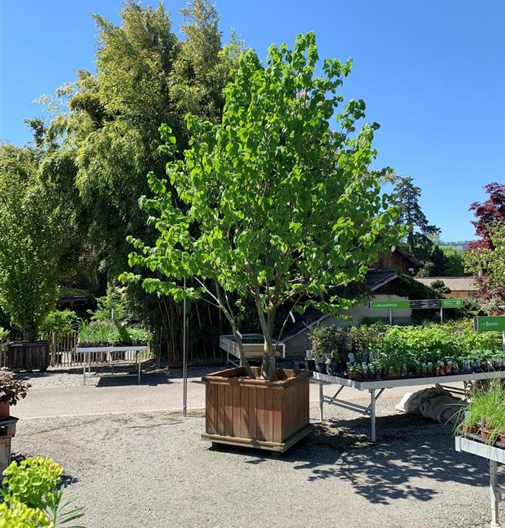 Taschentuch-Baum