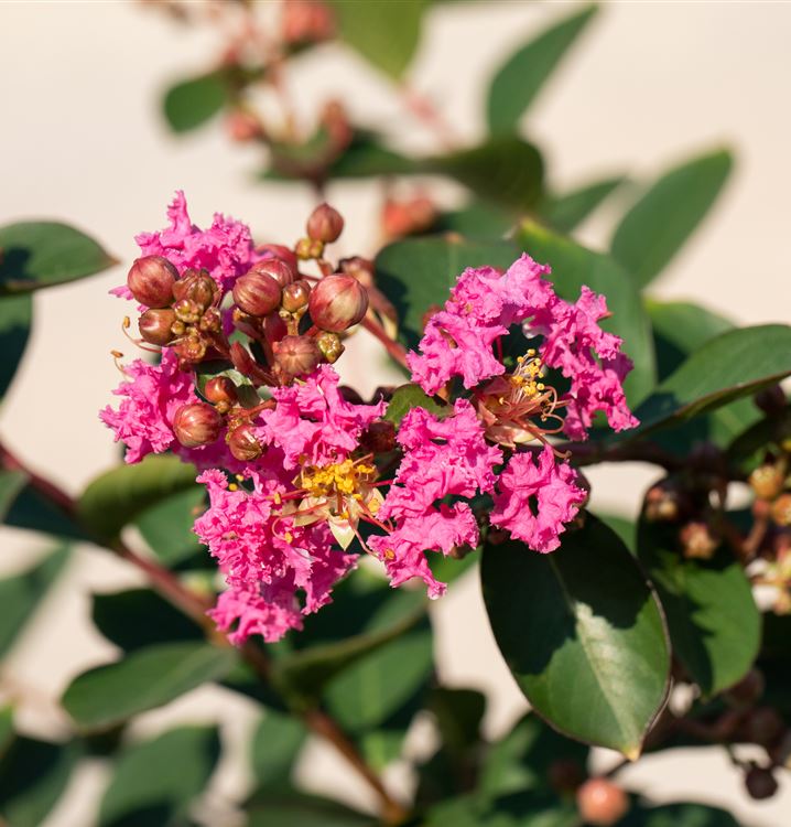Lagerströmie 'Rosea'