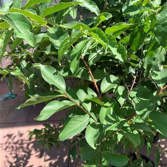 Lagerstroemia 'Natchez'