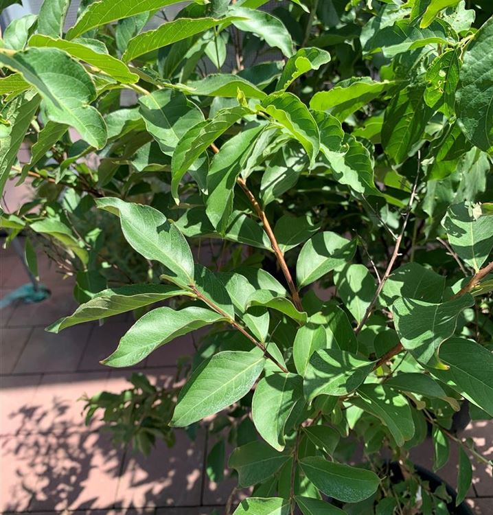 Lagerströmie 'Natchez'