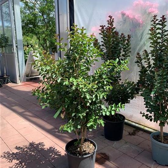 Lagerstroemia indica 'Rosea'